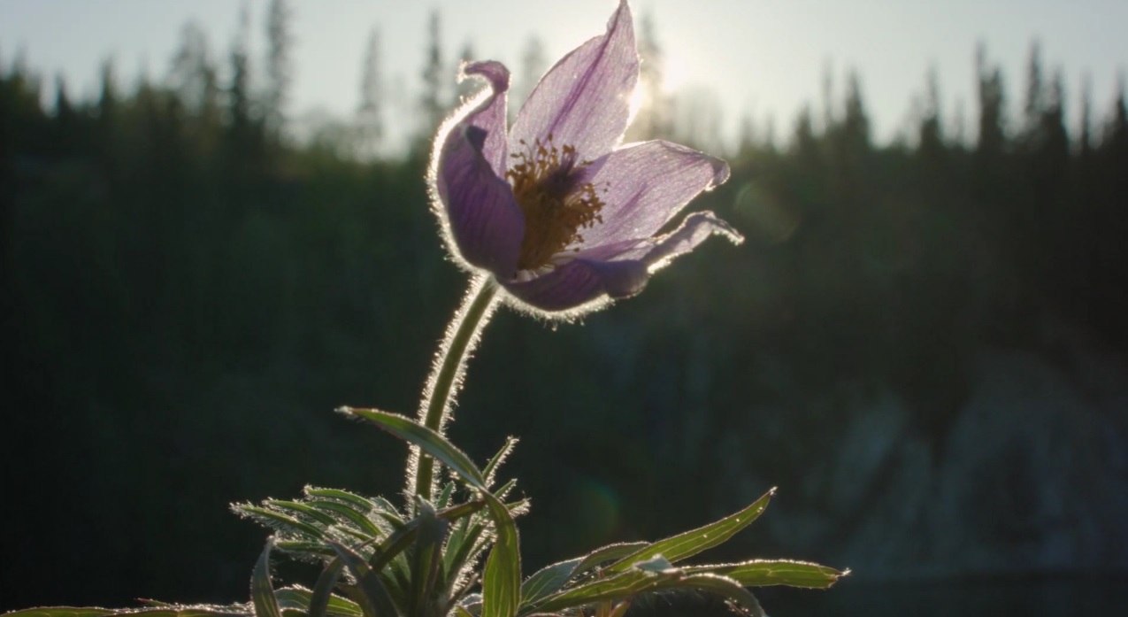 Image from yukon University brand video showing a crocus