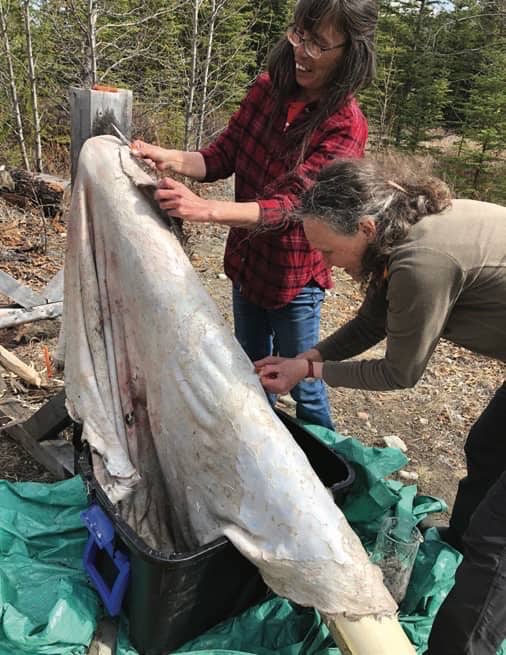 Colleen James using caribou brain water to tan a hide.