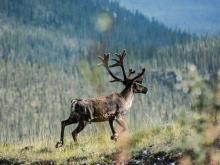 Boreal caribou. Photo credit: Gabriel Rivest